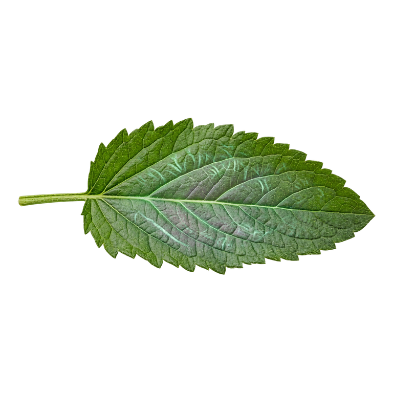 Hoja medicinal